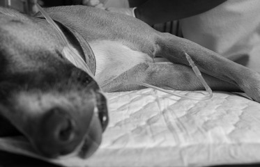 a dog patient in hospital with saline intravenous, saline therapy in puppy