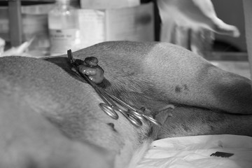 dog in a veterinary surgery