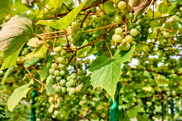 grape harvest. wine grapes background. bunch of grapes