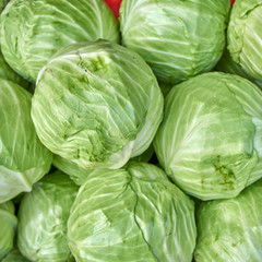 Fototapeta premium cabbage from field. cabbage background