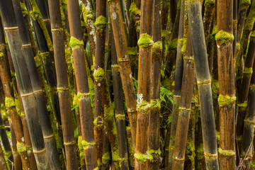 Ancient Black Bamboo Forest