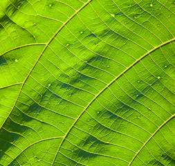 Veins of Candle-nut Tree Leaf