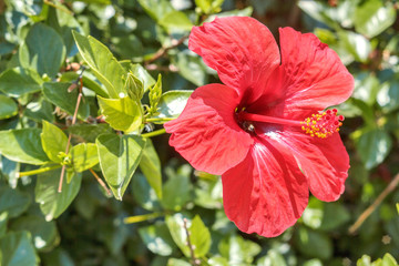 Obraz premium red flower bloomed