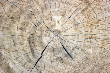 the texture of the saw cut tree trunk