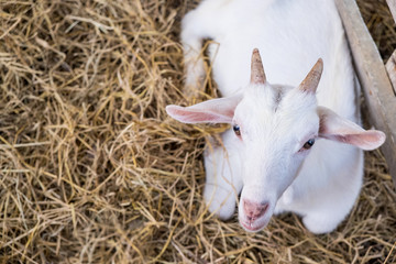 Obraz premium White goat lying on straw , Look at the camera