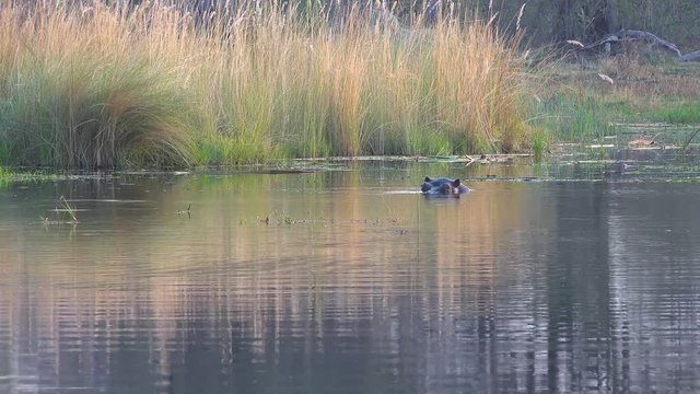 Hippo in the Okavango Delta (Botswana) as 4k UHD footage