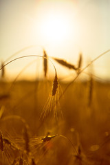 Obraz premium Ripe ears of wheat on a sunset