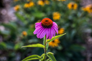 Bringing Flowers to Life