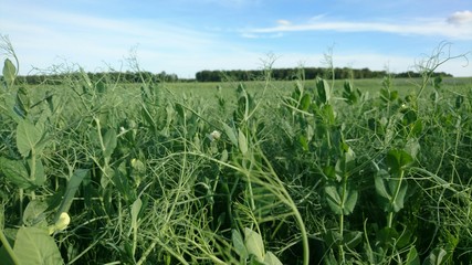 Rapes without blossoms. After bloom