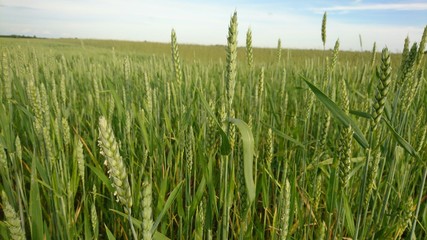 Crop of rye