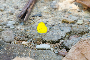 yellow me - Eurema hecabe yellow butterfly sitting on ground with small pebbles and brown wood stick