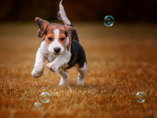 Beagle and soap bubble