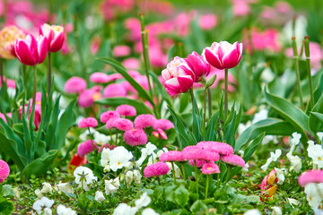Spring flowers background. Beautiful tulip flower