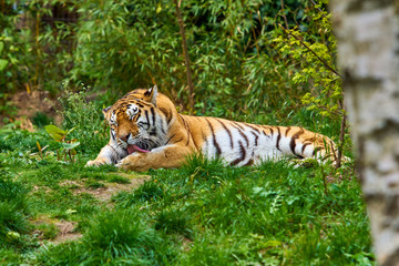 Tiger in forest. Tiger in the nature