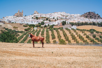 Olvera in Andalusia © sabino.parente