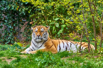 Tiger in forest. Tiger in the nature