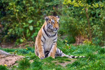 Tiger. Tigers on green grass