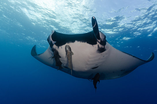 Pacific Manta Ray