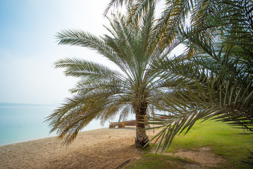 Palm tree, exotic beach