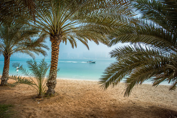 Obraz na płótnie Canvas Palm tree, exotic beach
