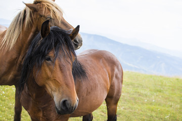 Obraz premium Beautiful horses on the green mountain top playing around. Green mountain landscape.