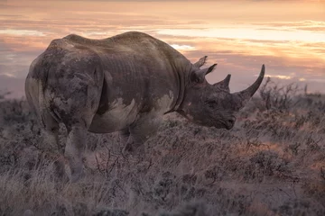 Papier Peint photo Lavable Rhinocéros rhinocéros au lever du soleil