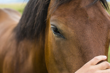 Close up of a man's hand petting a horse. Beautiful horse in nature.