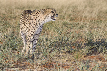 Fototapeta na wymiar cheetah in the bush