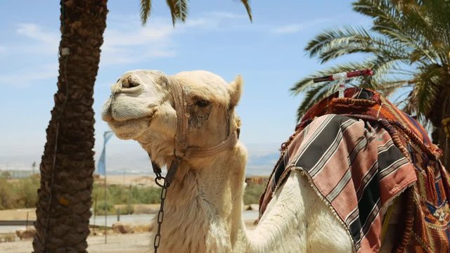 Camel under palm closeup outdoors. Camels are pack animals widely used in Africa and Middle east.