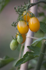 Yellow Tomatoes