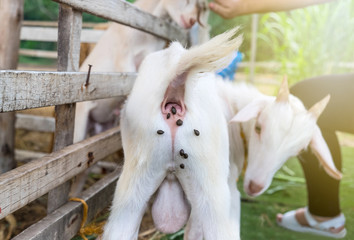 White goat pooping on the farm, Goat excrement on the farm