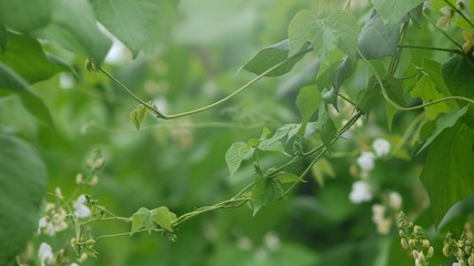 野菜畑　白花豆の白い花