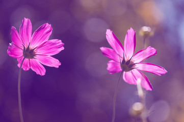 Pink flowers in the sunlight. Soft artistic image - obrazy, fototapety, plakaty