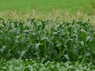 野菜畑」トウモロコシ