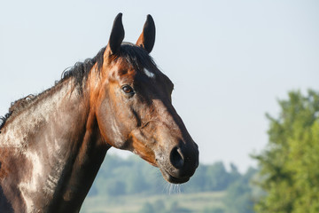 Portrait eines nassen Pferdes