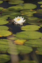 Water Lilies/Lily Pads