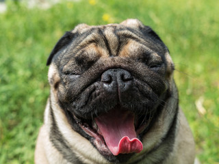 dog pug