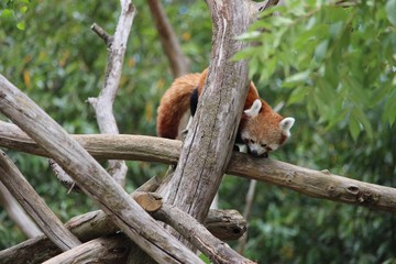 Panda roux sur son branchage