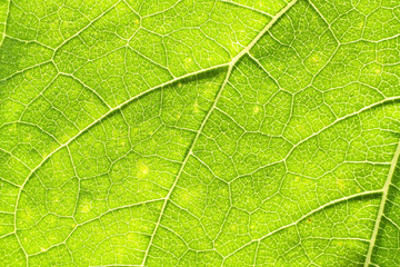 Sunflower green leaf rugged surface
