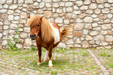 Mini Horse