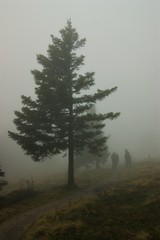 Fototapeta na wymiar Wald und Nebel