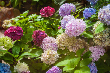 the flowers are colorful peonies