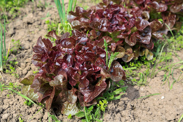 Im Bauerngarten: junger Eichblattsalat im Gartenbeet
