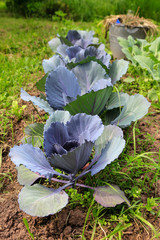 Im Bauerngarten: Junges Blaukraut im Gartenbeet