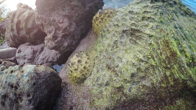 Air Breathing Tropical Sea Slugs in the Maldives, in Timelapse