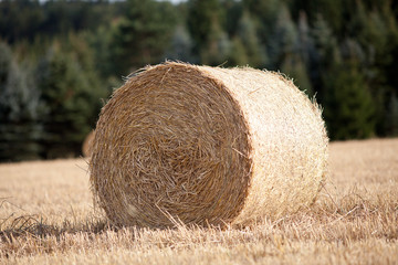 Straw bale on cornfield