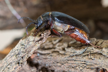 Großes Weibchen des Sägebock (Prionus coriarius)