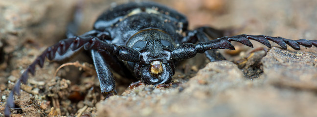 Front eines Männchen des Sägebock (Prionus coriarius)