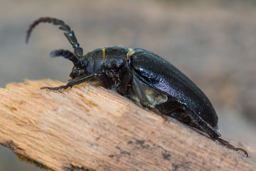 Männchen des Sägebock (Prionus coriarius)