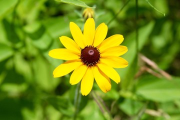 The bright yellow flower in the garden on a close up view.